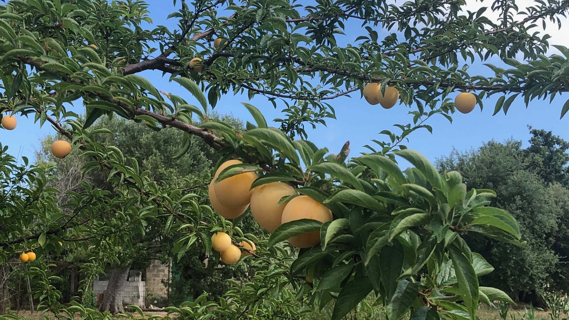 Campingplatz im Cilento: unser Hof