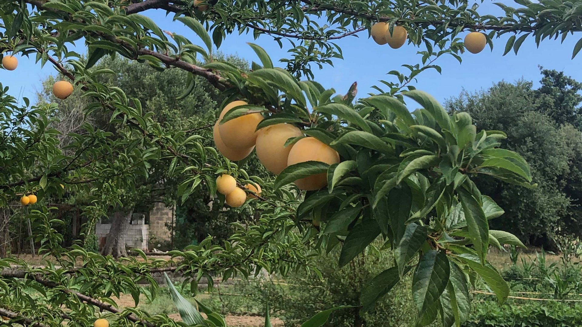 Villaggio Camping Odissea, un villaggio incastonato tra terra e mare Villaggio Camping Odissea, un villaggio incastonato tra terra e mare