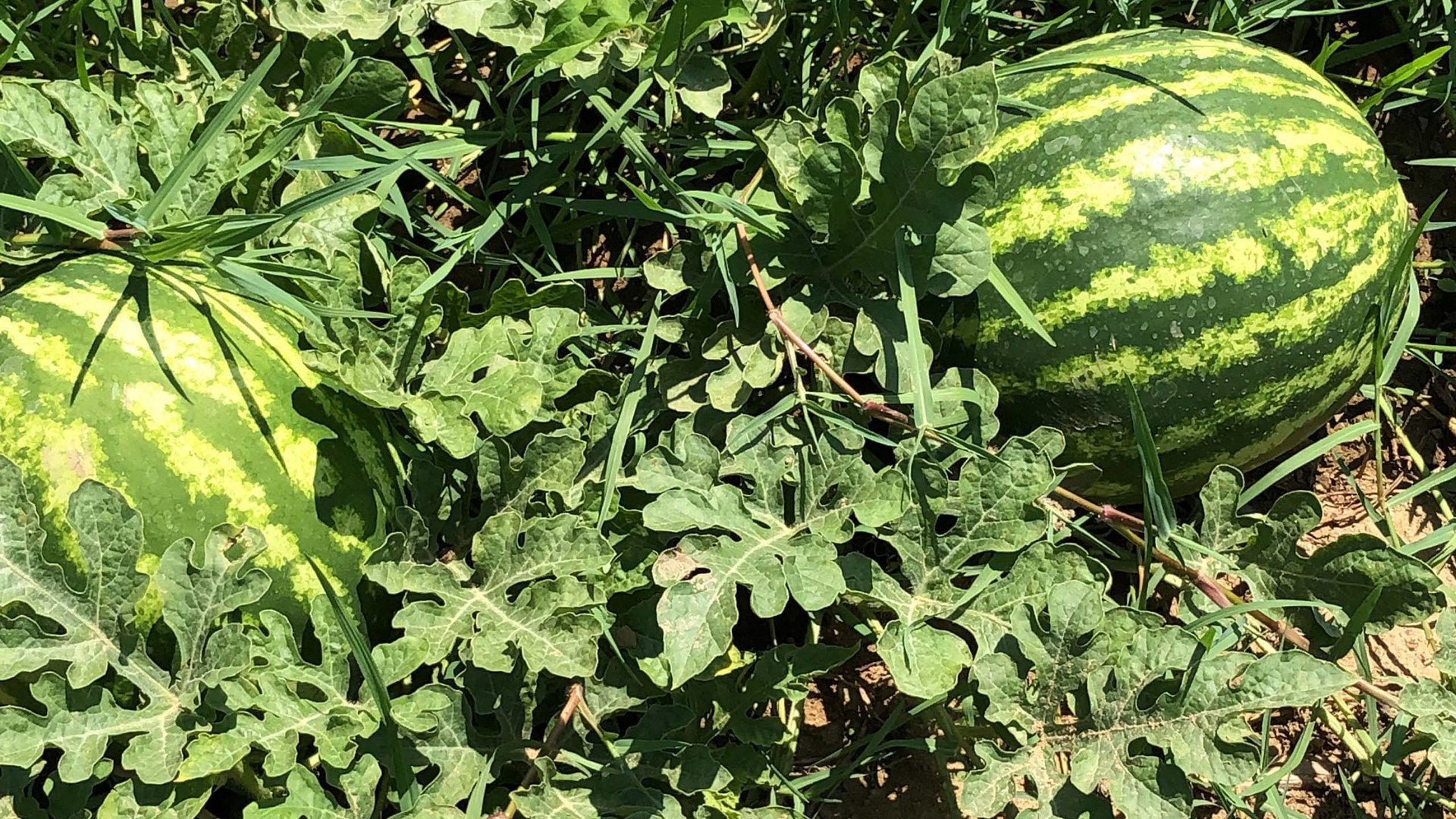 Villaggio Camping Odissea, un villaggio incastonato tra terra e mare Villaggio Camping Odissea, un villaggio incastonato tra terra e mare