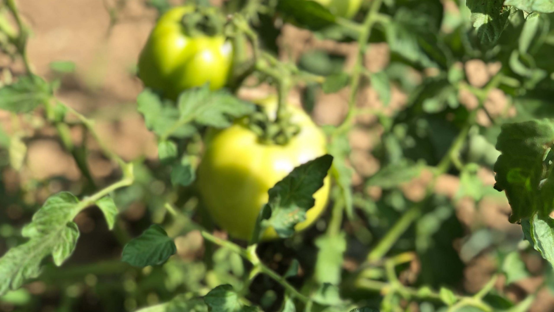 Villaggio Camping Odissea, un villaggio incastonato tra terra e mare Villaggio Camping Odissea, un villaggio incastonato tra terra e mare